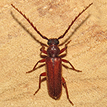 Pectoctenus bicolor